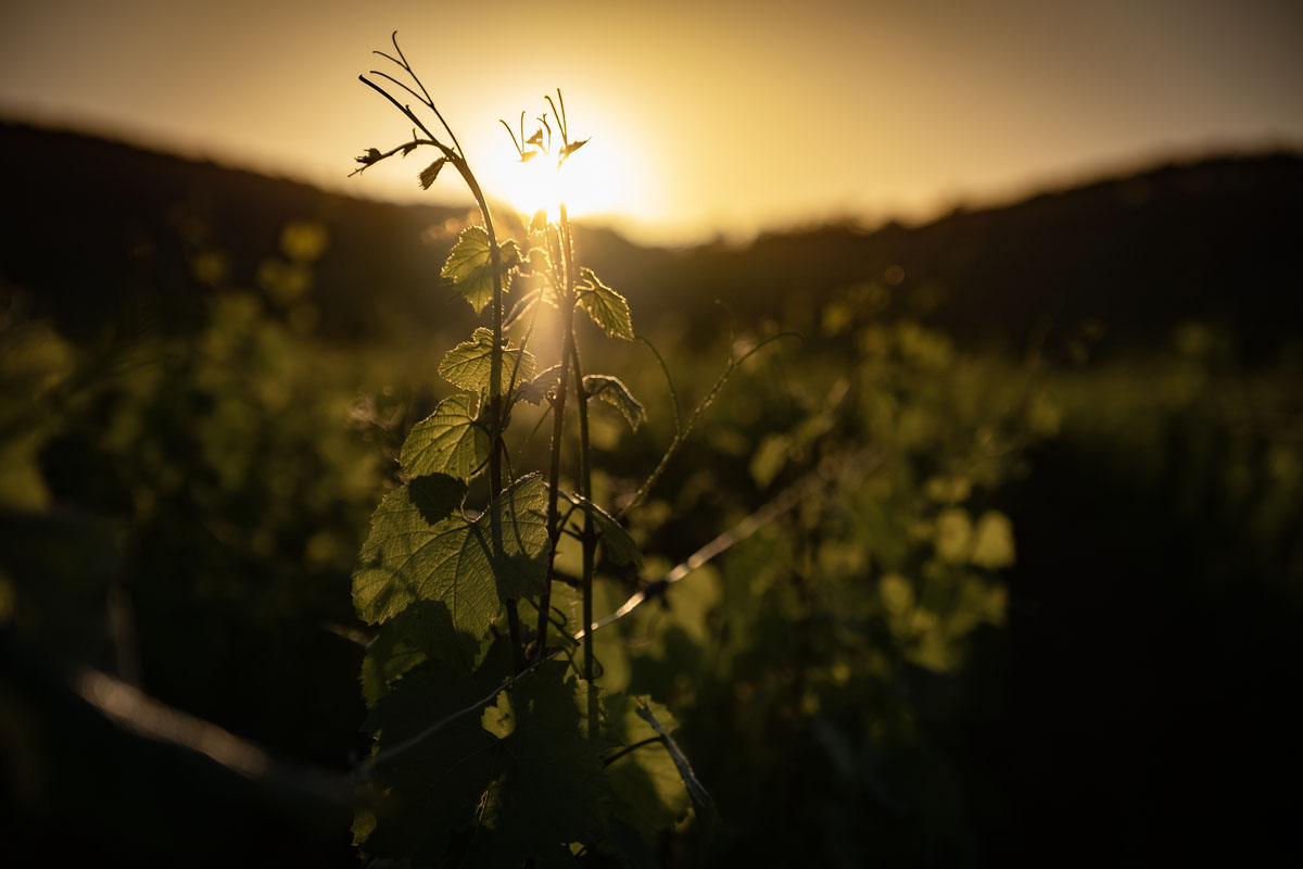 Domaine Hospices de Beaune, 2026 Harvest