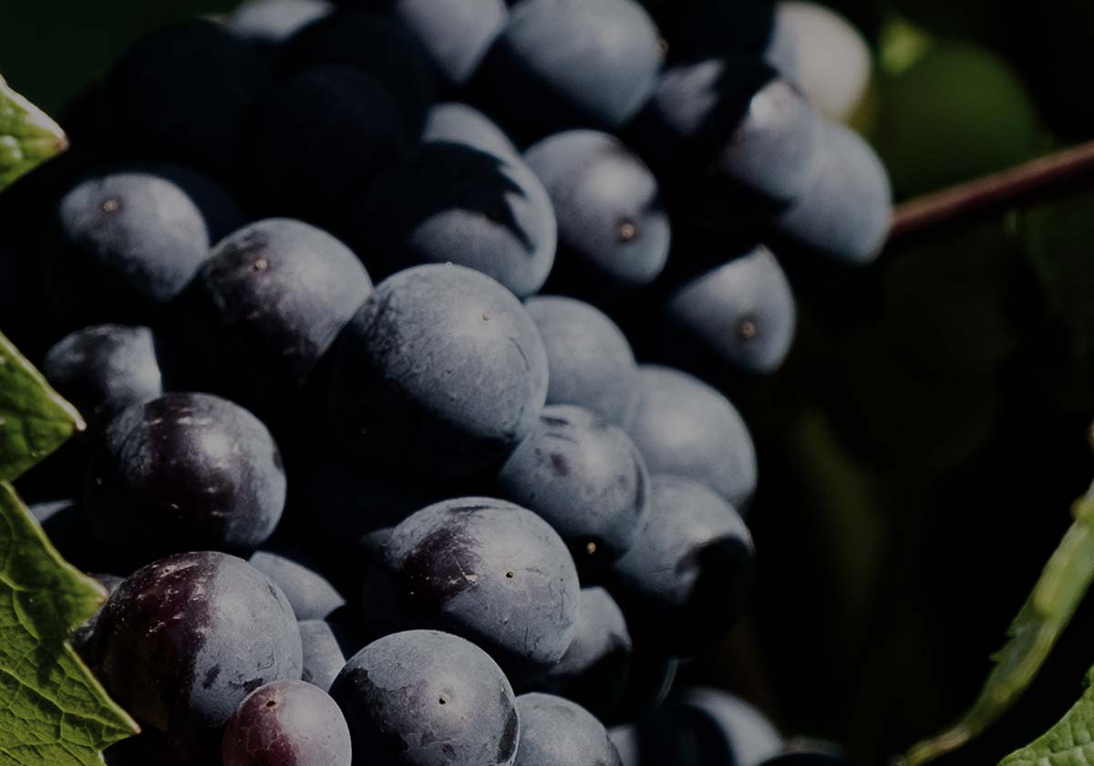 pinot-noir-echezeaux-grand-cru-hospices-beaune-albert-bichot