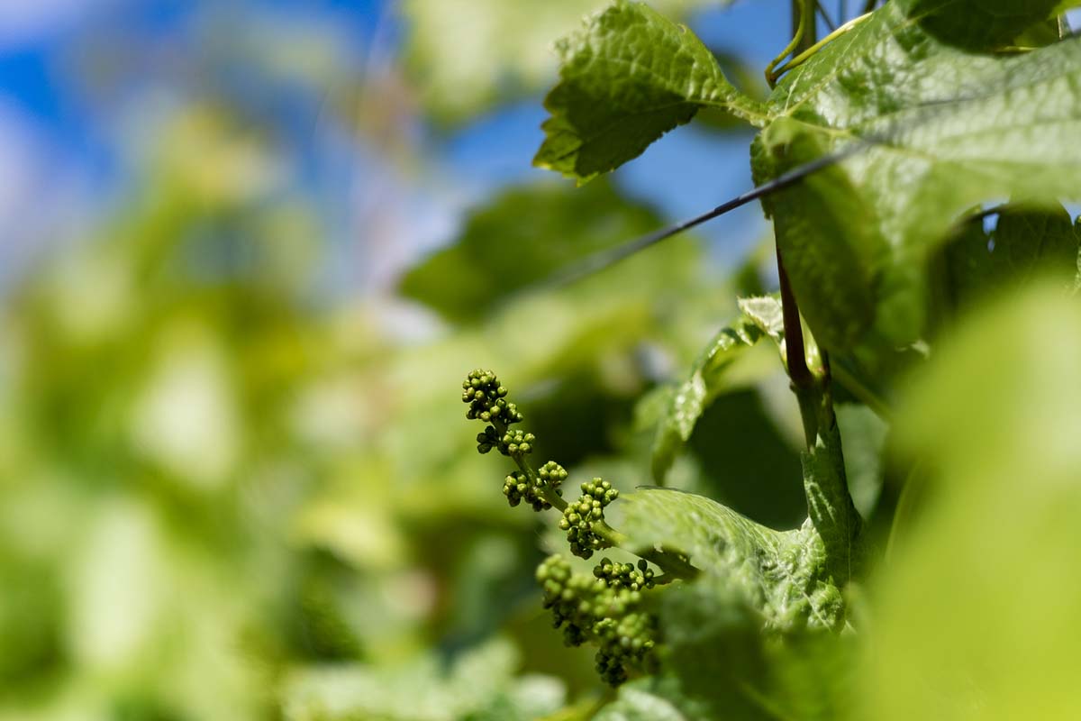 fleur-vigne-auxey-duresses-vin-hospices-bourgogne